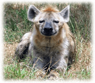 Länkar om hyenor