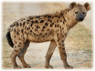 Engelska länkar om hyenor och lejon