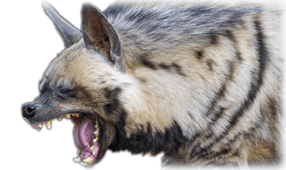 Roligt om hyenor